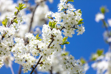 White flowers on a fruit tree on nature