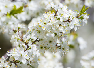 White flowers on a fruit tree on nature
