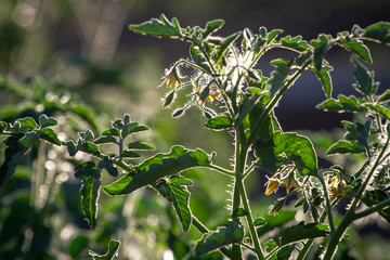 Bright yellow flowers of tomatoes over blurry background Rural Organic Growing Tomato