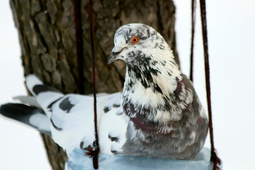 bird in snow