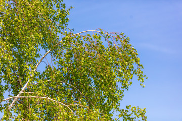 Green birch leaves on a background of blue sky