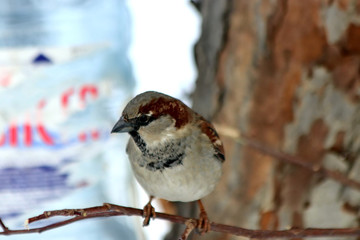 sparrow on branch