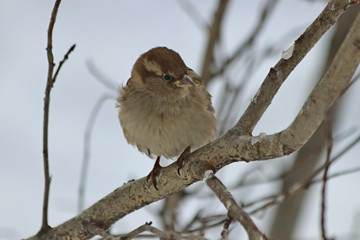 sparrow on branch