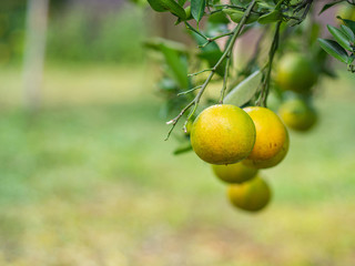 Close-up of ripe tangerines from tree on organic plantation. Oranges with vitamin C. Space for text. Health fruit concept