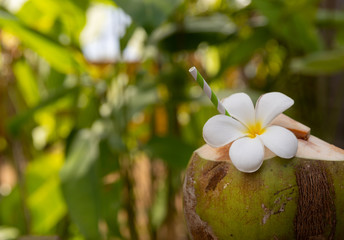 Tropical fresh coconut cocktail decorated plumeria flower outdoor