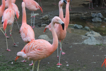 flamingo in zoo