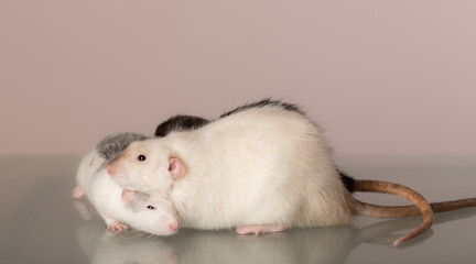 rats on a glass table