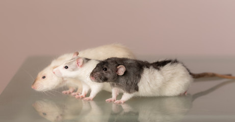 domestic rats on a glass table