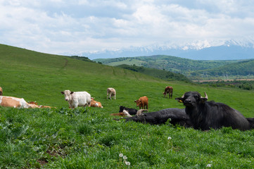 Cows in Alpine Landscape. Cows grazing on a green field. Cows on the alpine meadows