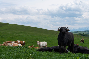 Cows in Alpine Landscape. Cows grazing on a green field. Cows on the alpine meadows