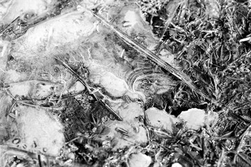 Last year's grass under spring transparent ice close-up, top view. Monochrome natural abstract background