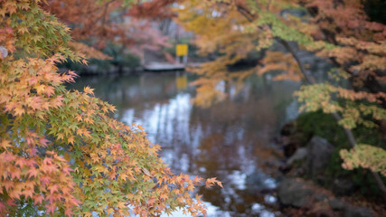 秋　紅葉　公園　