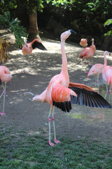 pink flamingo in the zoo