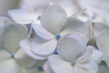 アジサイを接写