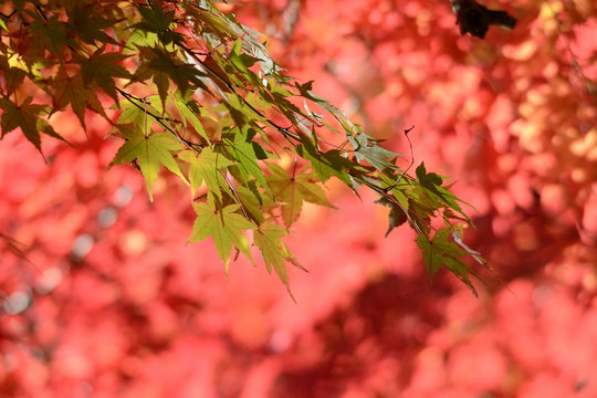 紅葉