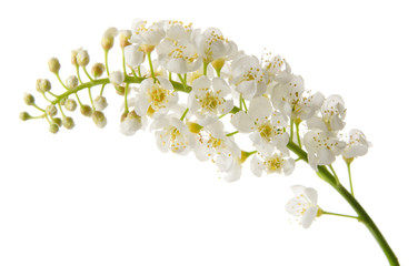 Bird cherry spring flowers on branch isolated on white background