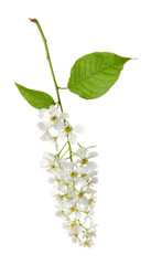 Bird cherry spring flowers on branch with green leaves isolated on white background