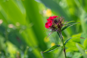 Single red phlox flower hidding in high grass
