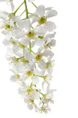Bird cherry spring flowers close up on branch isolated on white background