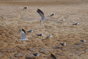 함께 모여있는 갈매기
