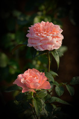 Obraz premium Beautiful orange rose on dark background