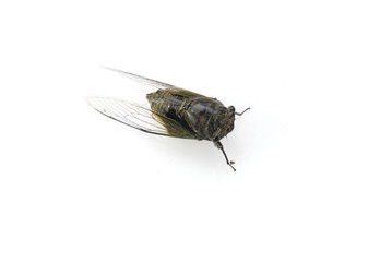 close up on cicada on the white background