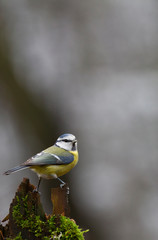 blue tit on branch
