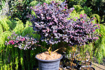 Market for sale plant in pots