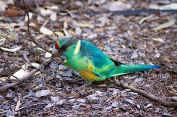 Australian Ringneck parrot, Wilpena Pound Resort, Ikara-Flinders' Ranges National Park, SA, Australia
