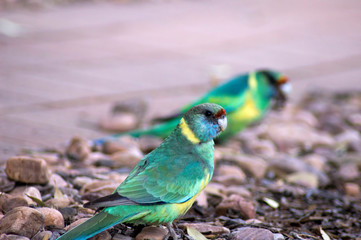Pair of Australian Ringneck parrots, Wilpena Pound Resort, Ikara-Flinders' National Park, SA, Australia