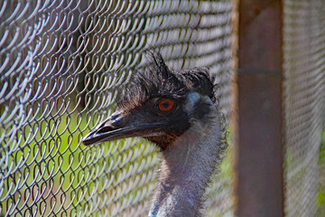 Emu