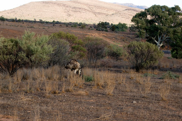 Emu seen on morning walk, Wilpena Pound Resort, Ikara-Flinders' Ranges National Park, SA, Australia