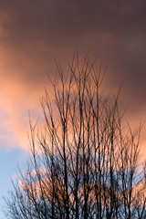 夕空を背景に冬の木