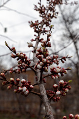 Closeup of flower buds and young leaves on the branches of a fruit tree on a sunny spring day. The concept of blooming spring.