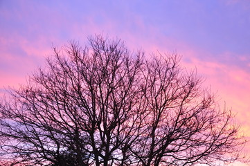 Fototapeta na wymiar Very beautiful sky in pastel natural colors while sunset with branches of tree. 