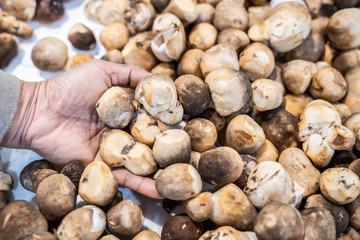 Woman hand choosing Volvariella volvacea mushroom from the food counter at the supermarket. Is a species of edible mushroom.