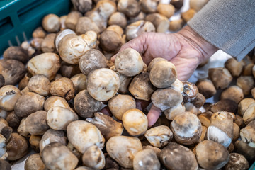 Woman hand choosing Volvariella volvacea mushroom from the food counter at the supermarket. Is a species of edible mushroom.