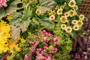 Autumn decorative composition  - pink heather, yellow chrysanthemum, Pernettya mucronata assembled together