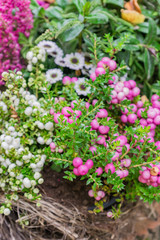 Pernettya mucronata evergreen shrub with pink berries. Autumn plant in clay flower pot