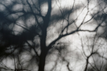 壁に映る樹木の影