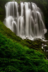 Fototapeta premium waterfall in forest - oregon