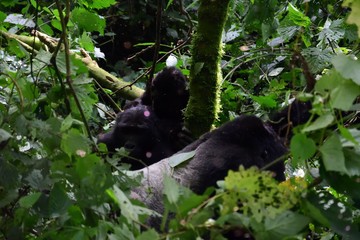 Mountain gorilla, Bwindi National Park, Uganda