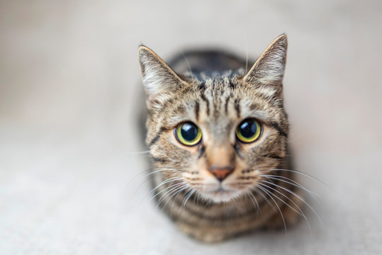 Portrait of a gray cat in the studio. Photographed close-up.