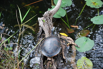 Everglades National Park, Florida