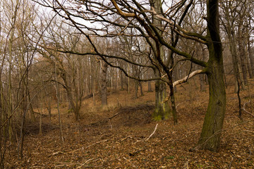 Fototapeta premium wood in winter