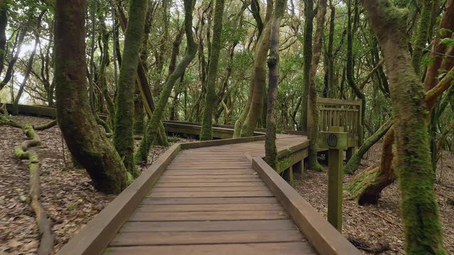 walking along wooden path in tropical forest, national natural park of Anaga, Canary islands, Tenerife, slow motion gimbal shot