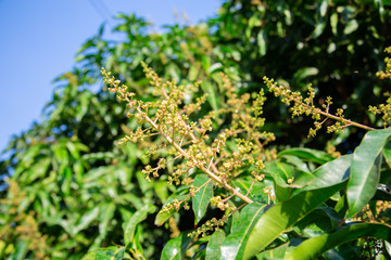 The mango bouquet or mango flower is blooming full on the mango trees in the garden