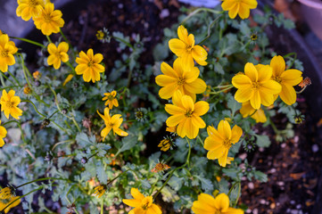 Fototapeta premium The nature of flowers in the garden
