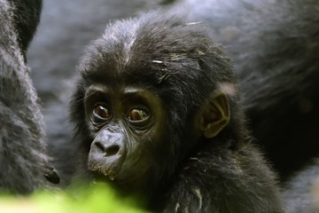 Mountain gorilla, Bwindi National Park, Uganda