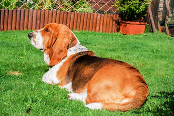 Dog, adorable female basset hound tricolor laying down turn backside see green grass filed with...